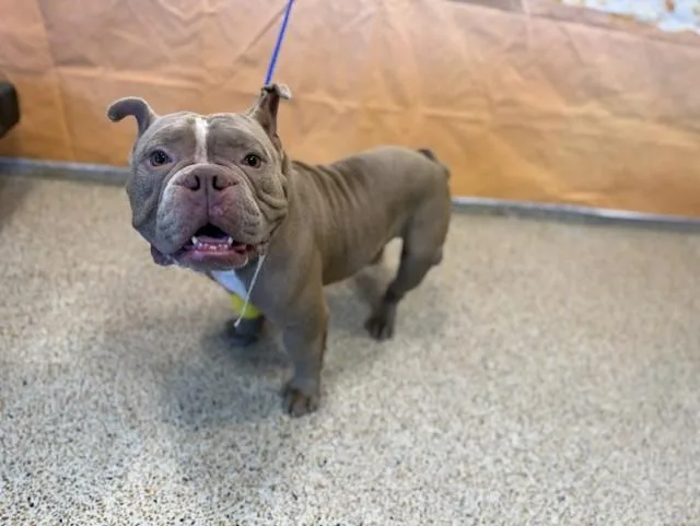 A young medium-sized male American Bulldog dog named Malcom for adoption in Miami, FL