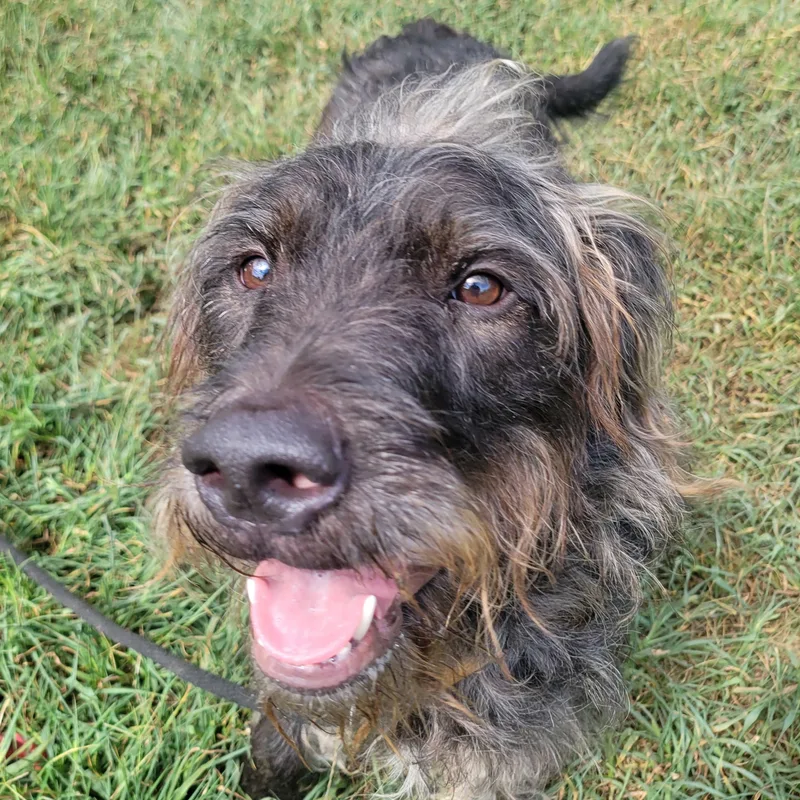A young large-sized male Brown / Chocolate Mixed Breed dog named Bonsai for adoption in Mishawaka, IN