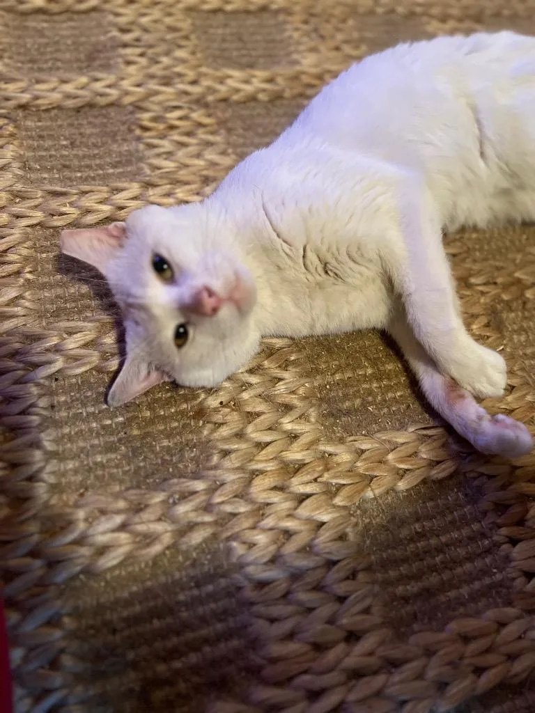 A baby medium-sized male Domestic Short Hair cat named Angel for adoption in New York, NY