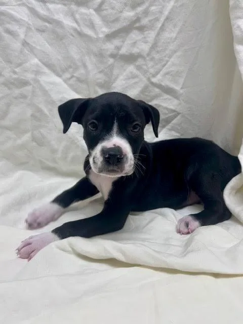 A baby medium-sized male American Bulldog dog named Athos for adoption in Madison, GA