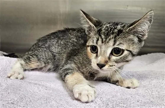 A baby medium-sized female Domestic Short Hair cat named Cassie for adoption in Los Angeles, CA