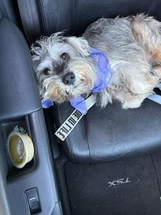 An adult medium-sized male Mixed Breed dog named Podo for adoption in Chamblee, GA