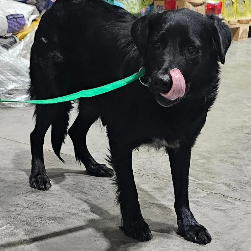 An adult medium-sized female Black Labrador Retriever dog named FWT Siblie for adoption in Midland, TX