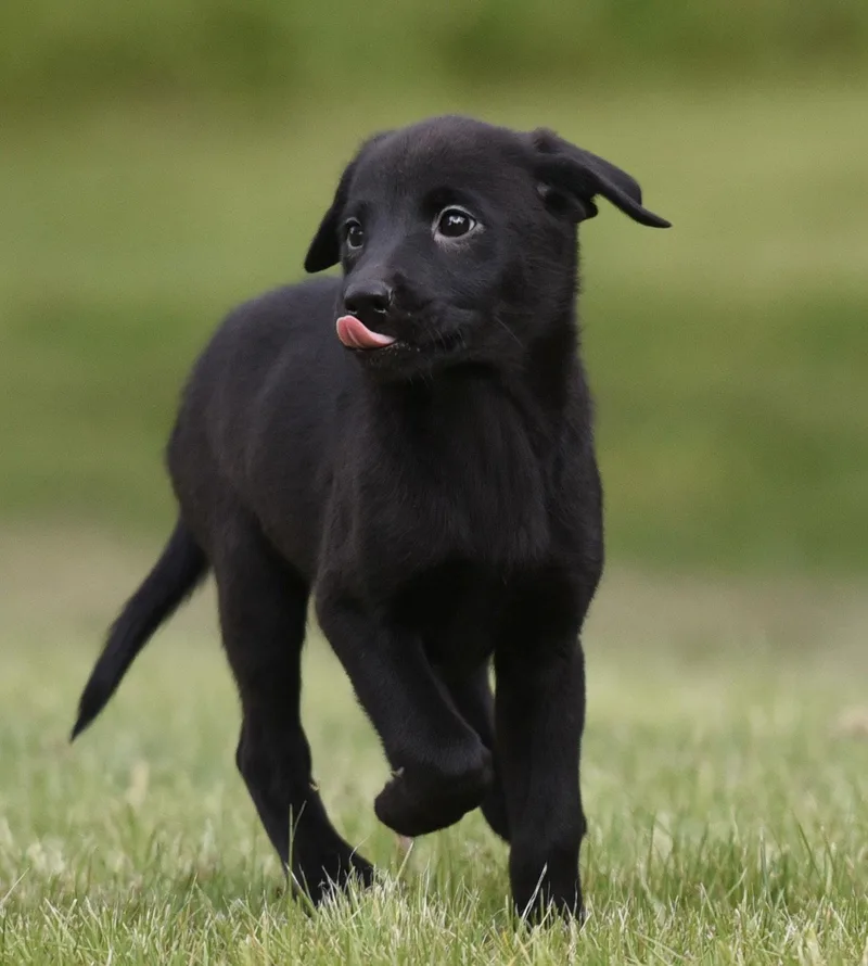 A baby medium-sized female Labrador Retriever dog named Savannah for adoption in Mechanicsburg, PA