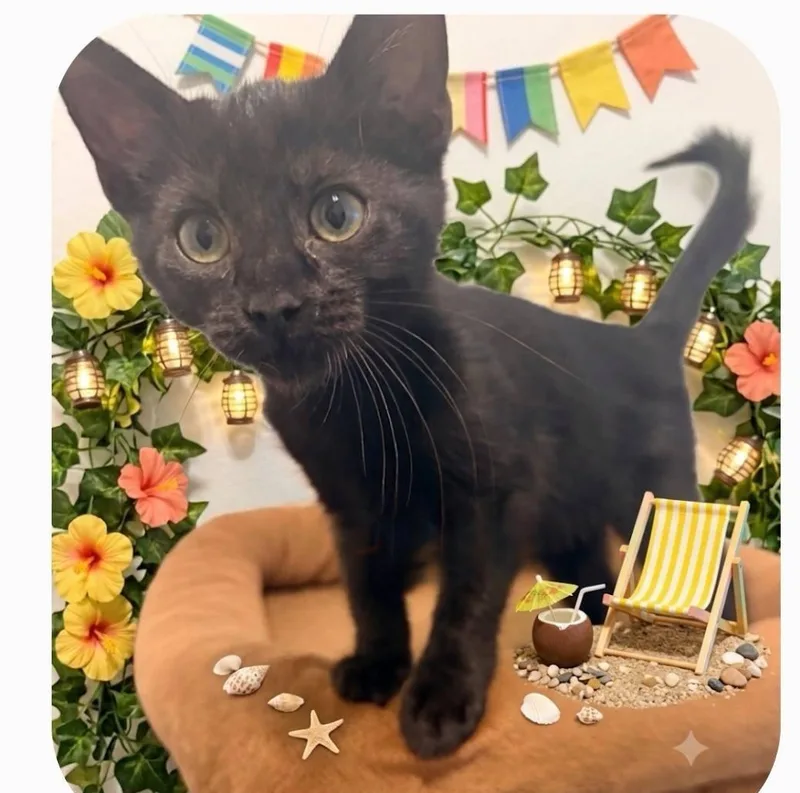 A baby medium-sized male Black Domestic Short Hair cat named Reginald for adoption in fort worth, TX