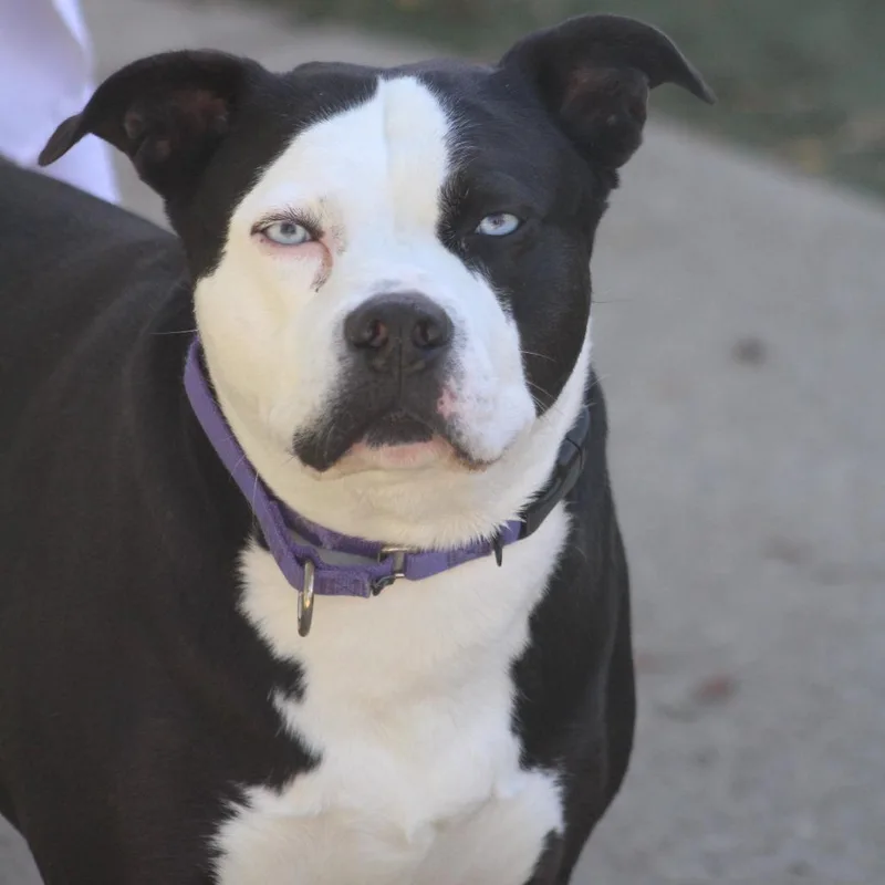 An adult large-sized male Black Terrier dog named Crue for adoption in Indianapolis, IN