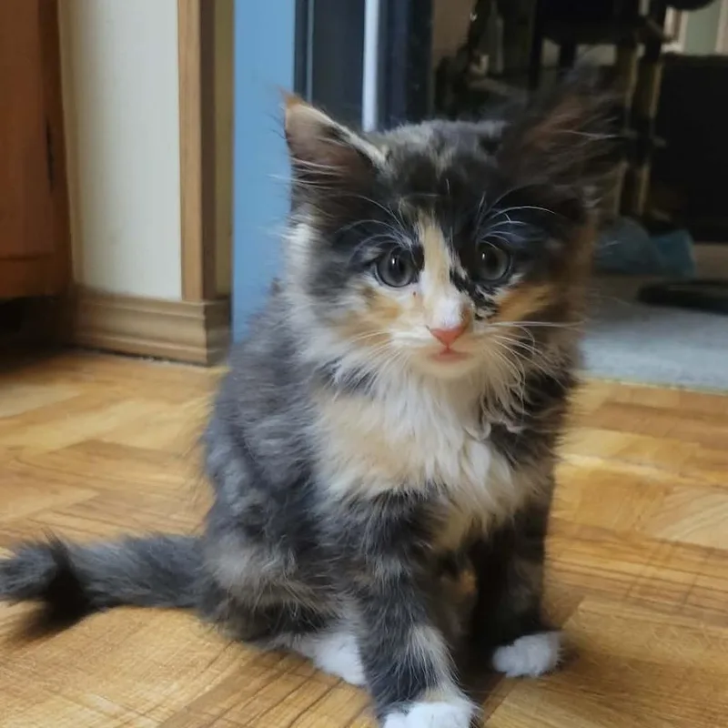 A baby small-sized female Calico Domestic Short Hair cat named Zelda for adoption in Springfield, OH