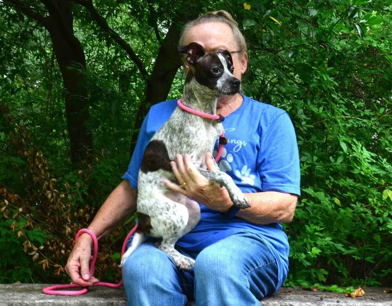 A baby medium-sized female Pointer dog named Lottie for adoption in Willingboro, NJ