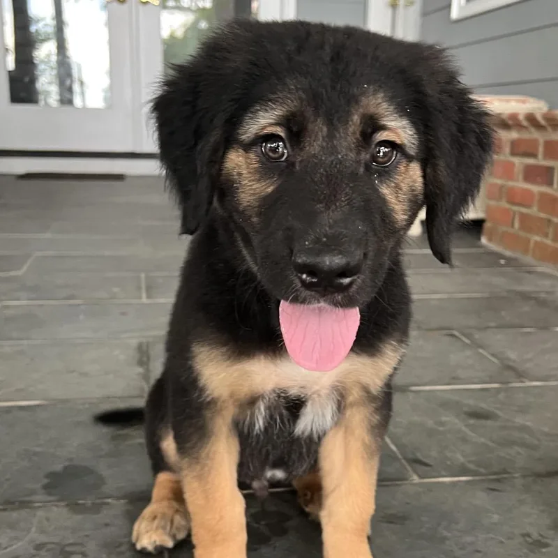 A baby large-sized male Great Pyrenees dog named Bob for adoption in Cumming, GA