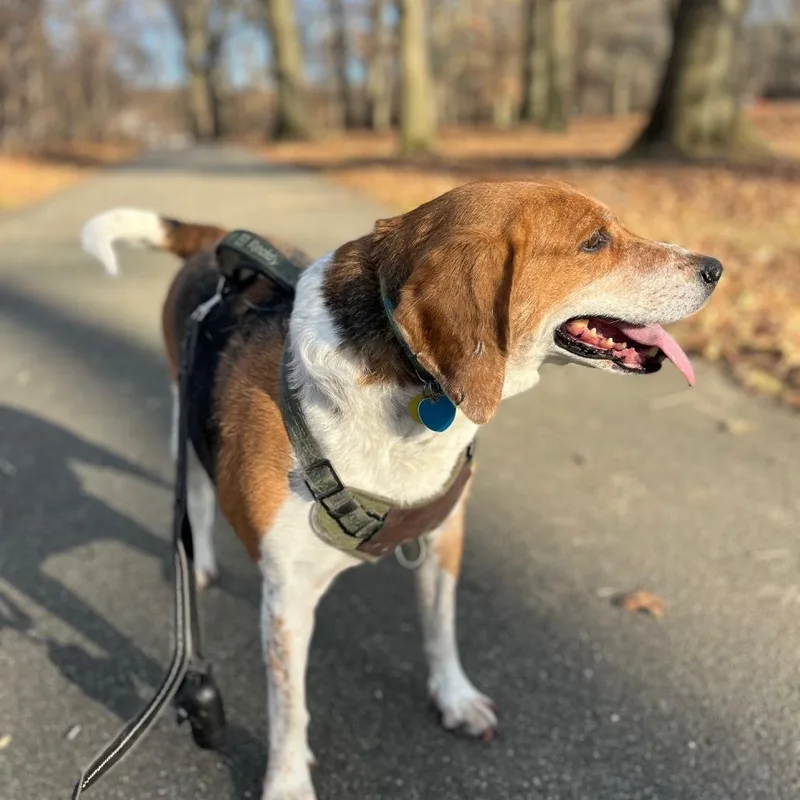 An adult large-sized male Black Hound dog named Tanner for adoption in Briarcliff Manor, NY