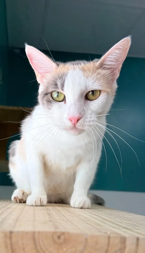 A young medium-sized female Domestic Short Hair cat named Lexi for adoption in Batesville, AR