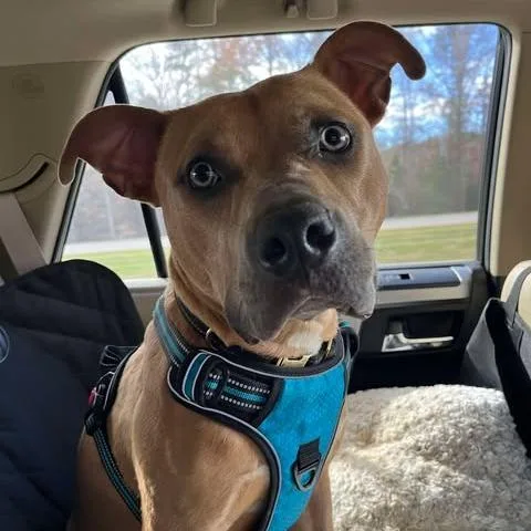 A young medium-sized male Yellow / Tan / Blond / Fawn American Bully dog named Marsh for adoption in Zuni, VA