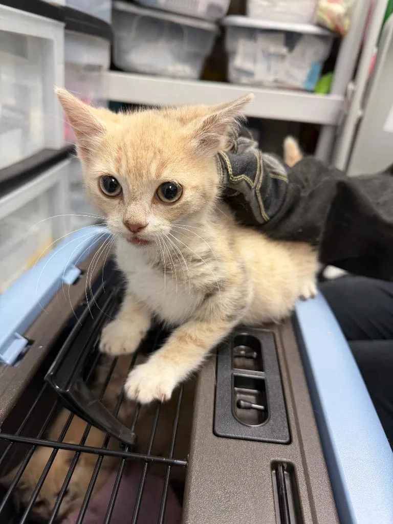 A baby medium-sized male Domestic Short Hair cat named Jalapeno for adoption in Pomona, NY