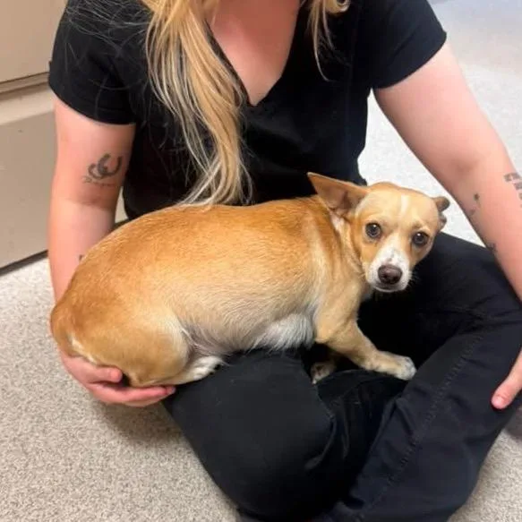 A young small-sized female Chihuahua dog named Joy for adoption in Allen, TX