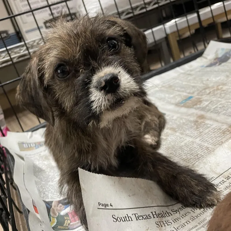 Meatball thumbnail 2