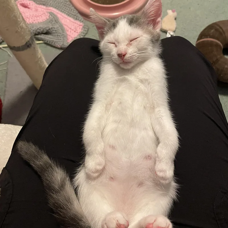 A baby small-sized male American Shorthair cat named Jellybean for adoption in Norton, MA