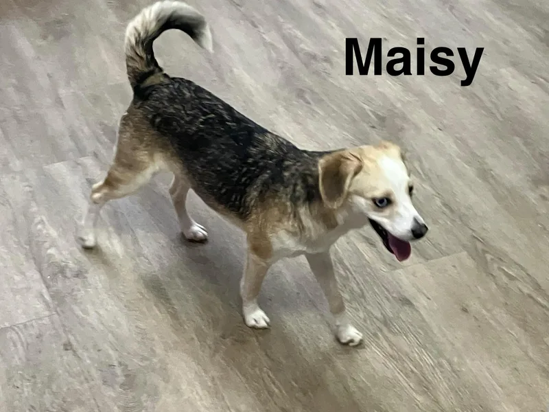 Maisy thumbnail 4