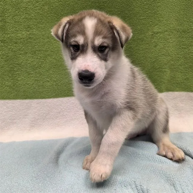 Goose