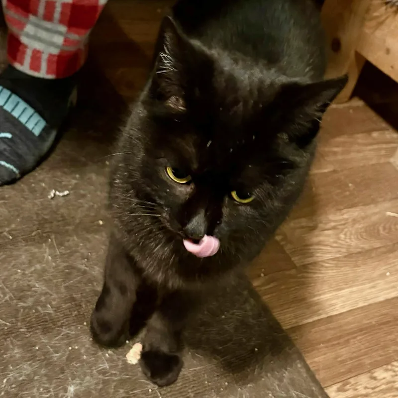 Midnight thumbnail 2