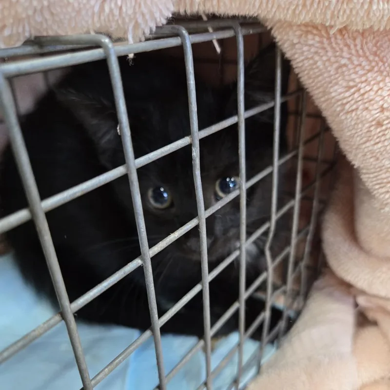 A baby small-sized female Black Domestic Short Hair cat named Bumble for adoption in Newark, NJ