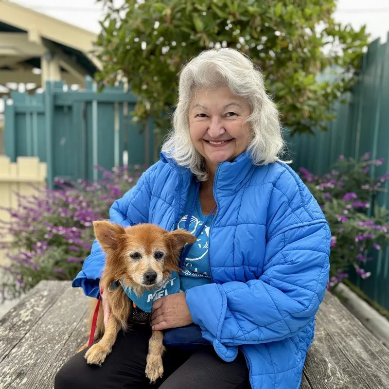 A senior small-sized male Red / Chestnut / Orange Pomeranian dog named Yeti for adoption in Pacific Grove, CA
