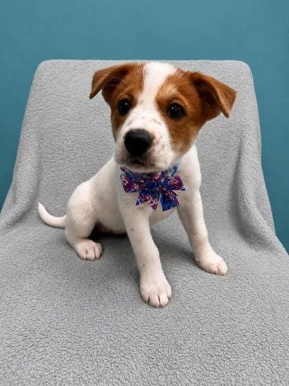 A baby small-sized female Retriever dog named Toast for adoption in Seagoville, TX
