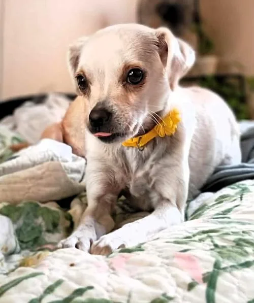 A young small-sized female Yellow / Tan / Blond / Fawn Chihuahua dog named Aunt May Pawrker for adoption in Pittsburg, CA