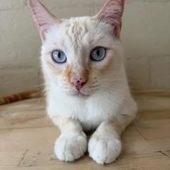 An adult large-sized male Flame Point Siamese cat named Poncho for adoption in Spring Valley, CA