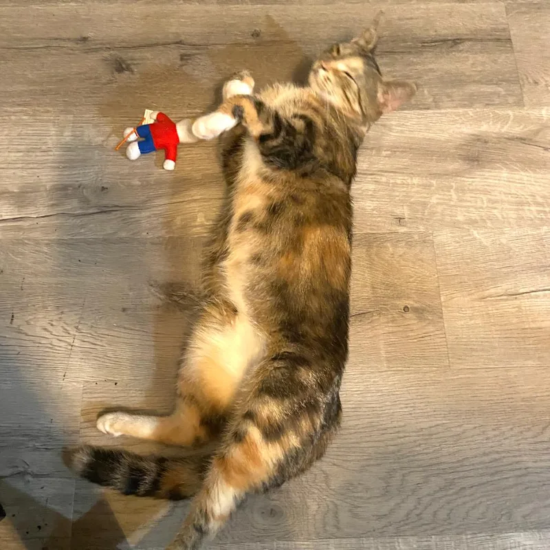 An adult small-sized female Tortoiseshell Domestic Short Hair cat named Azula for adoption in Springboro, OH