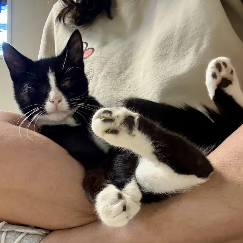 A baby medium-sized male Black & White / Tuxedo Domestic Short Hair cat named 007 for adoption in Greensburg, PA