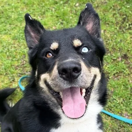 A young large-sized male Mixed Breed dog named Keshavo for adoption in Olean, NY