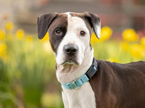 An adult medium-sized male Boxer dog named Motley for adoption in Portland, OR