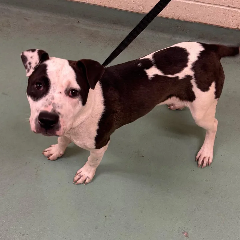 A young medium-sized female White / Cream Mixed Breed dog named Vesper for adoption in Memphis, TN