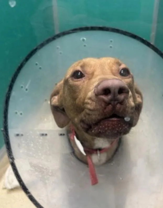 An adult medium-sized male Brown / Chocolate Mixed Breed dog named Schnooks for adoption in Terre Haute, IN