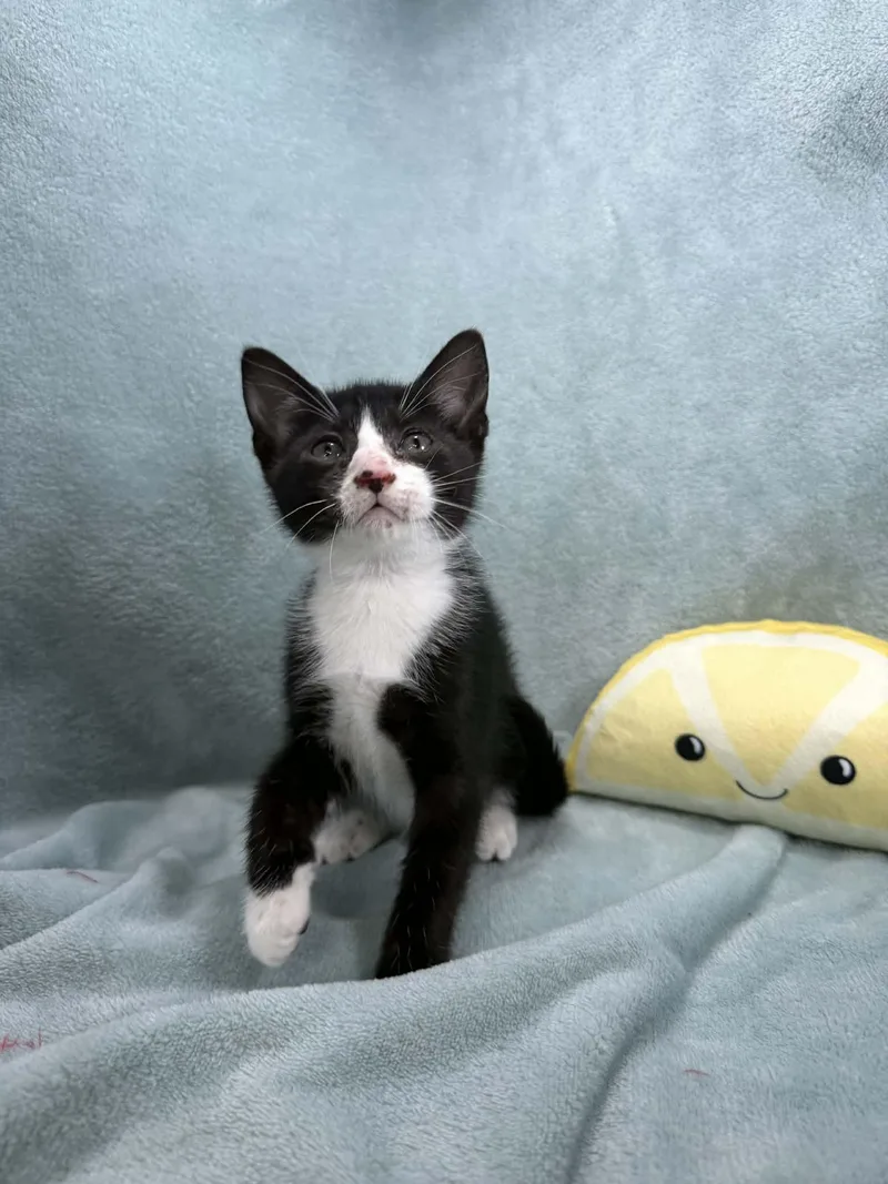 A baby medium-sized male Tuxedo cat named Twix for adoption in Tavares, FL