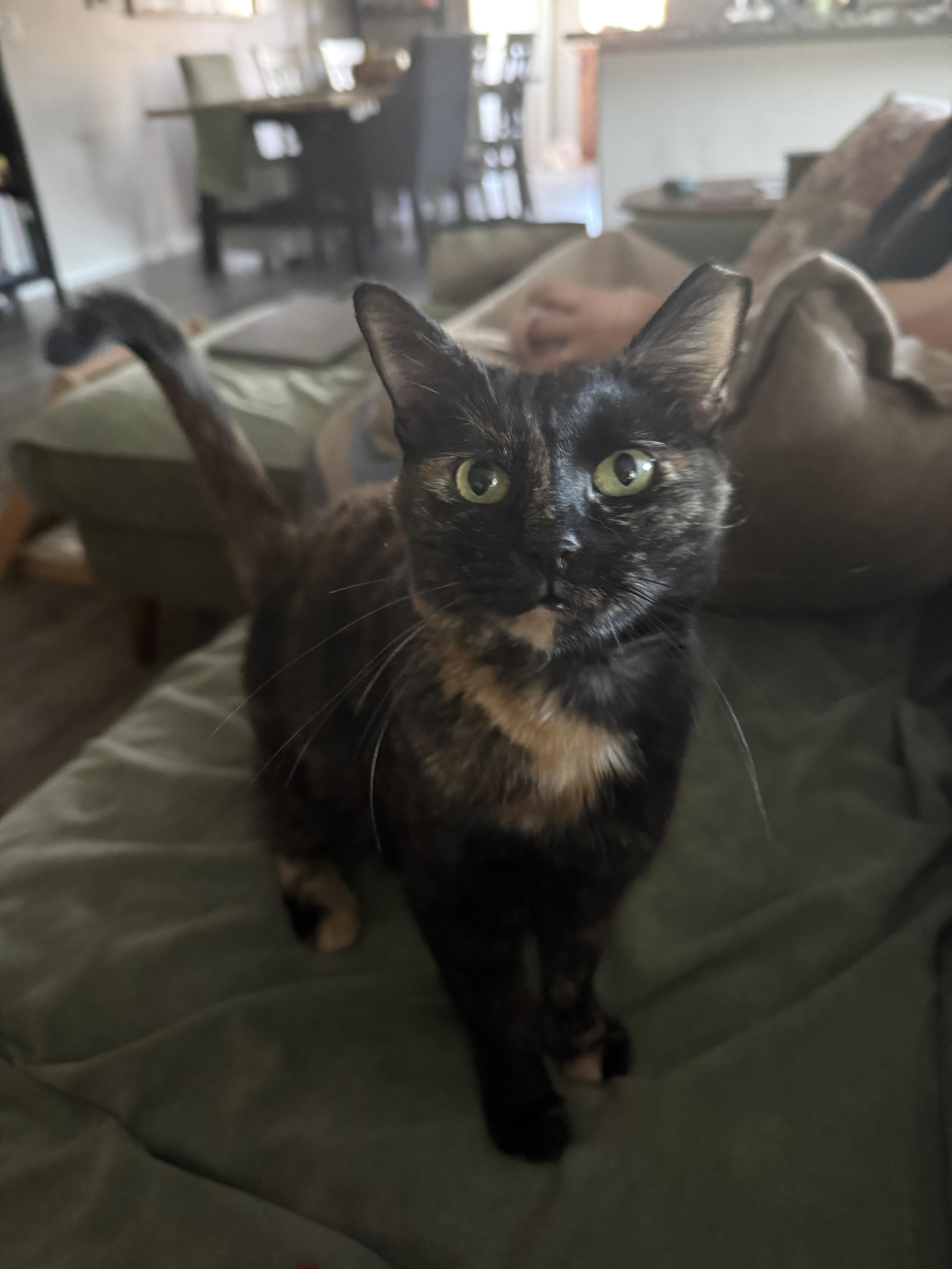 An adult medium-sized female Tortoiseshell Domestic Short Hair cat named Annie Oakley for adoption in Peoria, AZ