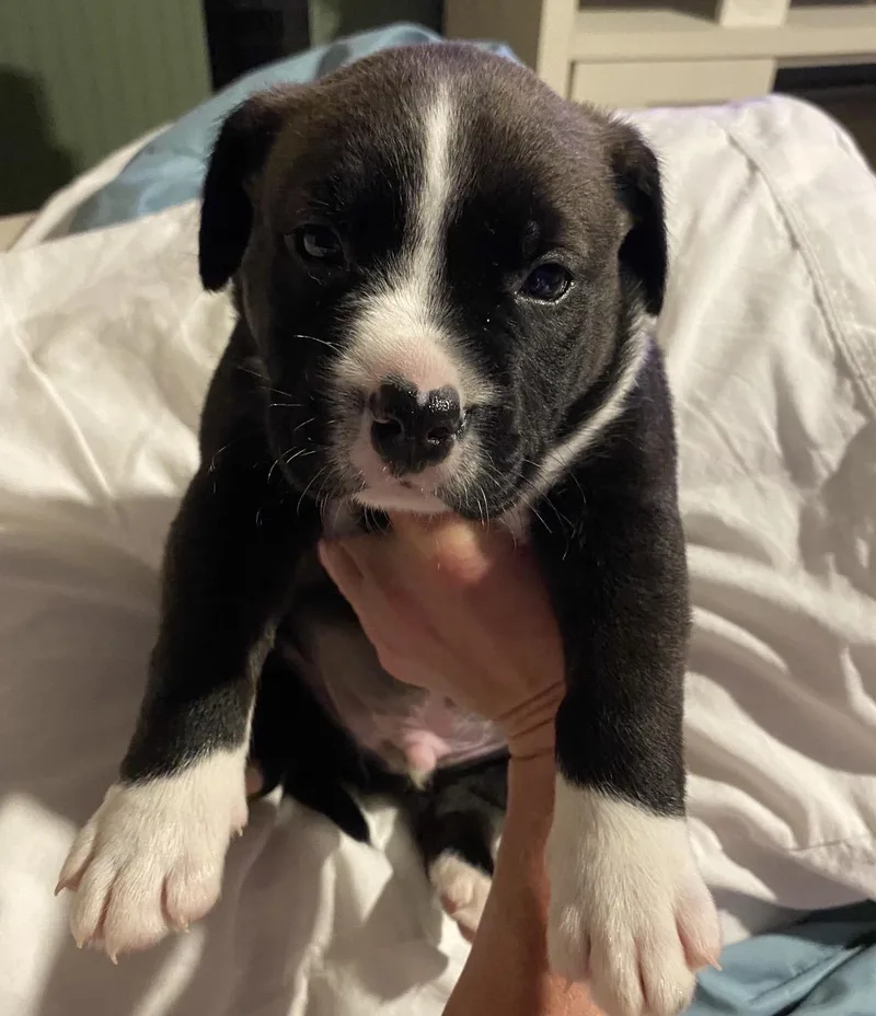 A baby medium-sized male Labrador Retriever dog named Cooper for adoption in Walker, LA