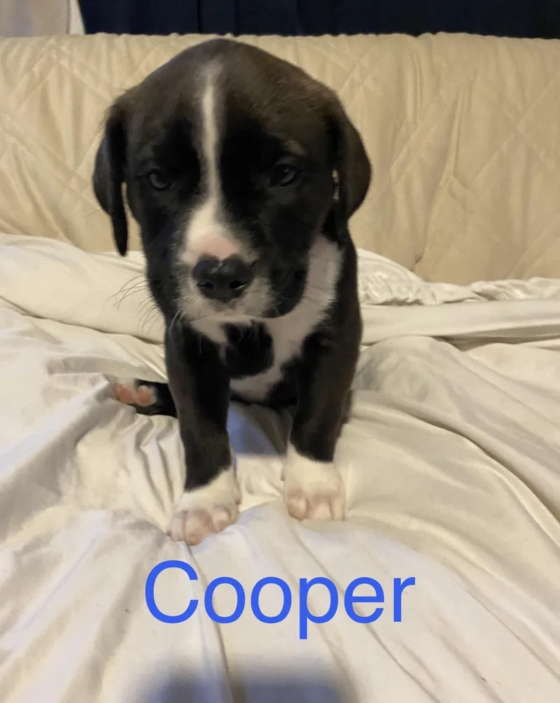Cooper thumbnail 2