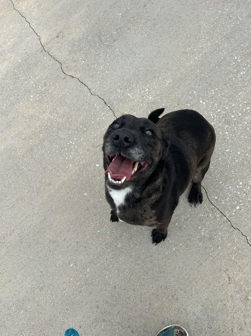 An adult medium-sized female Black Anatolian Shepherd dog named Shiloh for adoption in Harrisonville, MO