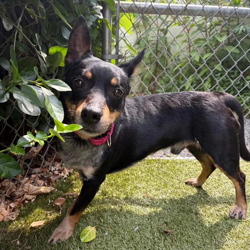 An adult medium-sized male Black Australian Cattle Dog / Blue Heeler dog named Jax for adoption in Providence, RI