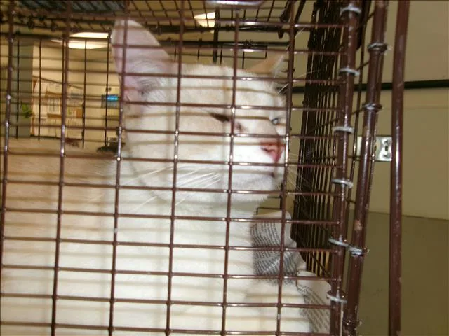 An adult large-sized female Domestic Short Hair cat named Casper for adoption in Van Nuys, CA