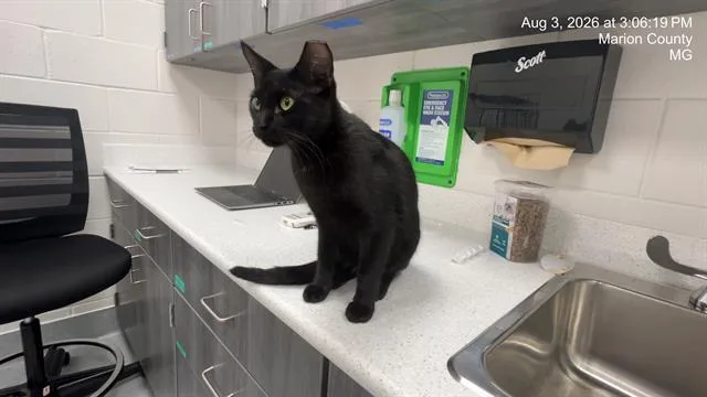 An adult small-sized male Domestic Short Hair cat named Memphis for adoption in Ocala, FL