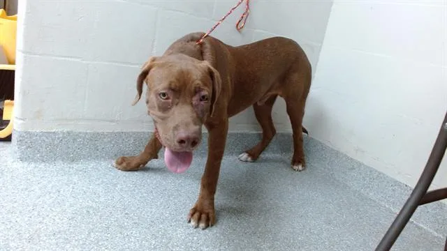 A young medium-sized male Labrador Retriever dog named A for adoption in Pasadena, TX