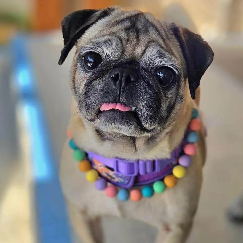 Junepug Arriving  D
