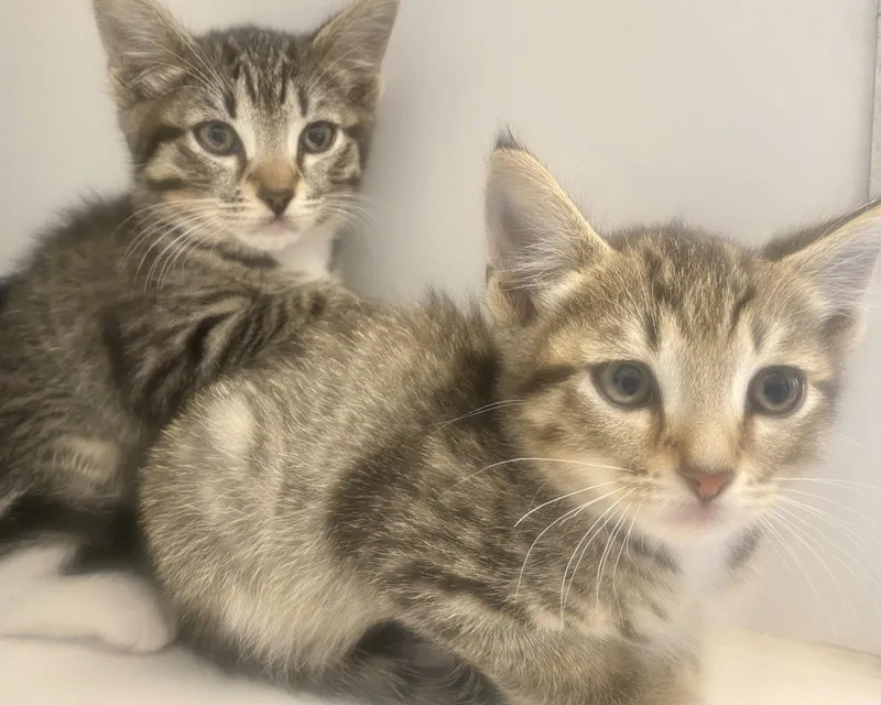 A baby small-sized female Brown / Chocolate Domestic Short Hair cat named Honeycrisp for adoption in Oakland, CA