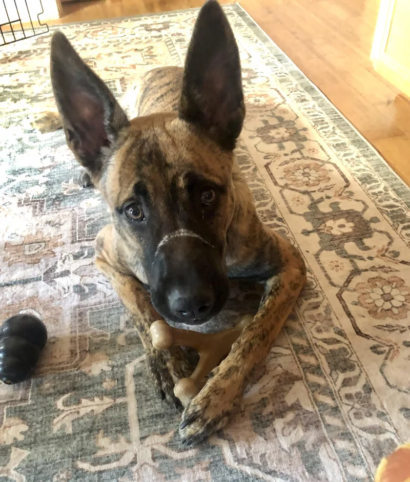 A young large-sized male Brindle Shepherd dog named Fido for adoption in Thousand Oaks, CA