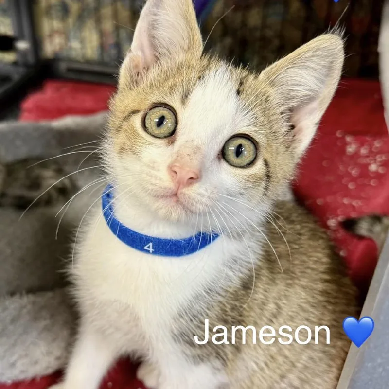 A baby small-sized male Brown / Chocolate Domestic Short Hair cat named Jameson for adoption in Peachtree City, GA
