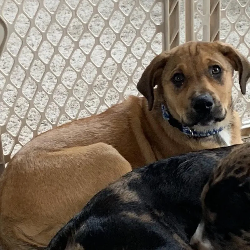 A baby medium-sized female Yellow / Tan / Blond / Fawn Labrador Retriever dog named Magnolia for adoption in Joliet, IL