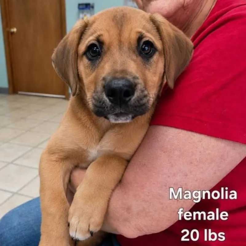 Magnolia thumbnail 2