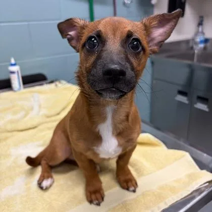 A young small-sized male Dachshund dog named Lucky for adoption in Kansas City, MO